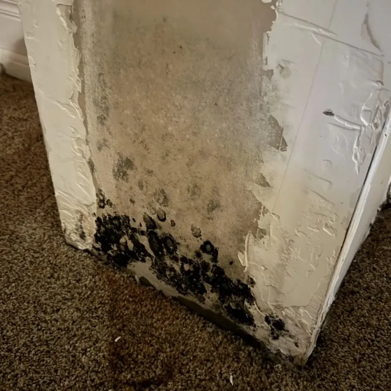 Professional Mold Removal in North Versailles, PA